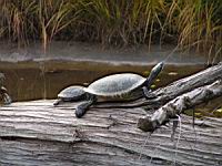 Tortue (Photo F. Mrugala) (6)